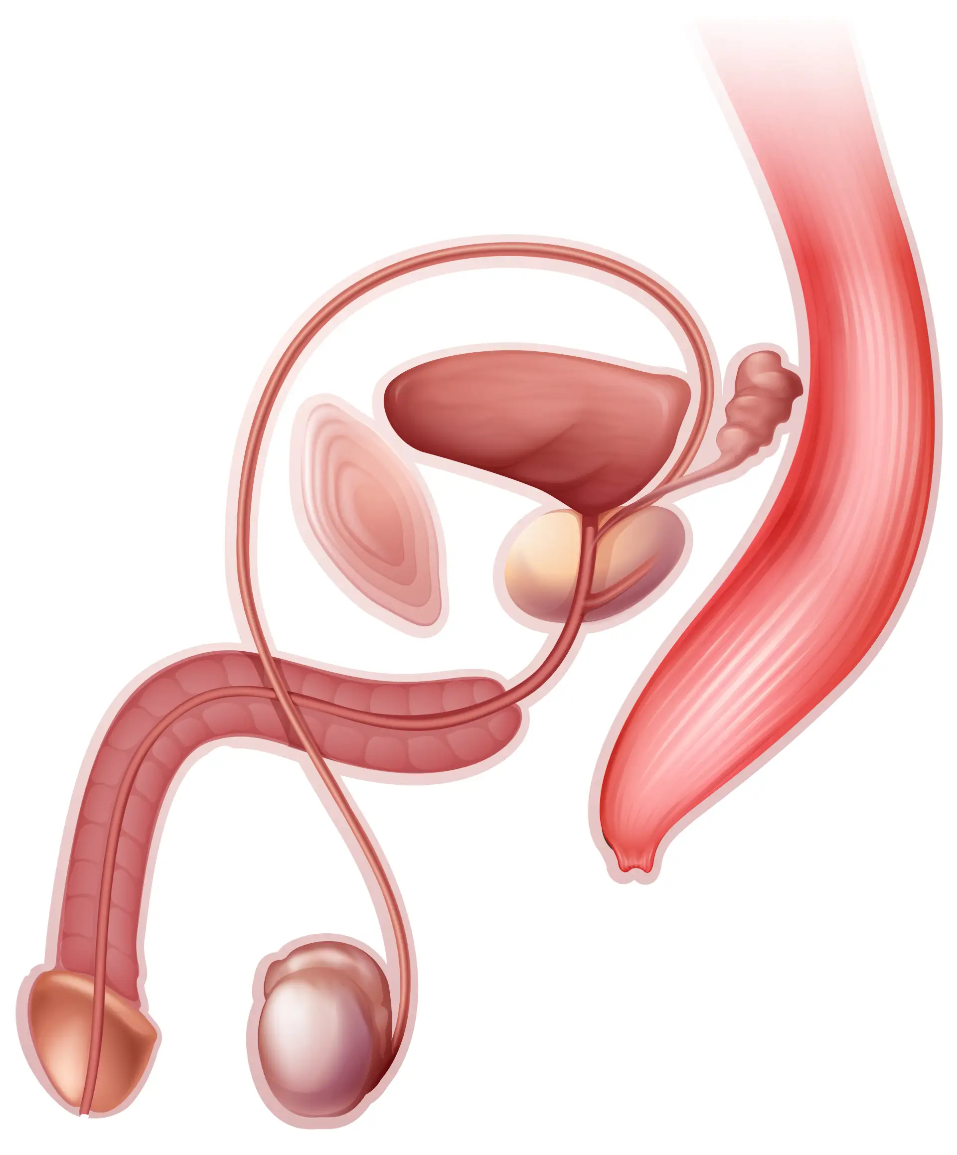 what-are-advantages-scrotal-reconstruction